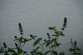 Peppermint, Mentha Ãâ piperita, also known as Mentha balsamea Wild, is a hybrid mint, a cross between watermint and spearmint.
